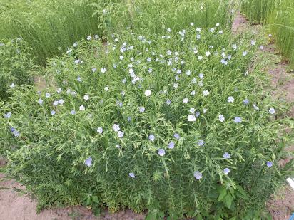 Click for 1 image(s) for this accession.